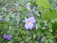 photo001.gif